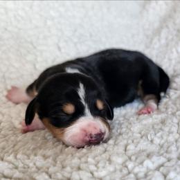 Toby - Black and tan male Dachshund puppy in Anaconda, Montana from Williams Family Dachshunds