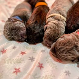 Cane Corso Puppies from Res Ipsa Kennels