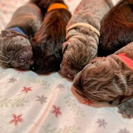 Cane Corso Puppies from Res Ipsa Kennels