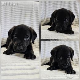 Elliot (Tan Collar) - Black male Labrador Retriever puppy in Boyd, Minnesota from Lindley Labradors