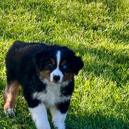Coal - Black tri male Miniature Australian Shepherd puppy in California from Eagle River Aussies