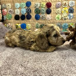 Q-tip - Cream female Dachshund puppy in Hensley, Arkansas from The Dachshund Barn