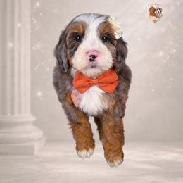 Pillar - Merle female Bernedoodle puppy in Canton, Georgia from Teddy Puppies