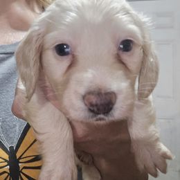 Bigger girl - Cream female Dachshund puppy in Lyle, Washington from Wines Wienery