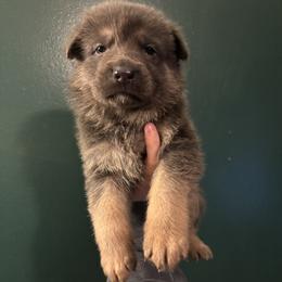 Boy 6 - male German Shepherd puppy in Watervliet, Michigan from M&M Shepherd Farms