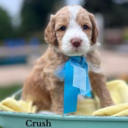 Crush - Apricot male Australian Labradoodle puppy in Citrus Heights, California from Elite Blend Labradoodles