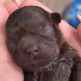 Pupkin Spice - Chocolate and tan male Shih Tzu puppy in Hendersonville, Tennessee from Peekaboo Farms