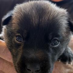 Girl 3 - Fawn female Belgian Malinois puppy in Franklin, Virginia from Morning Star Malinois