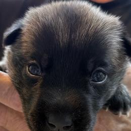 Girl 3 - Fawn female Belgian Malinois puppy in Franklin, Virginia from Morning Star Malinois