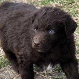 SIXX - Red female Australian Shepherd puppy in Nowata, Oklahoma from 4Feathers
