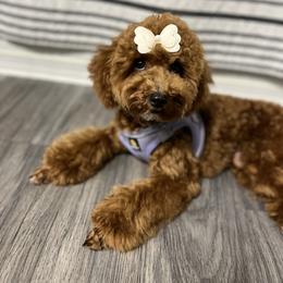 Goldendoodle and Poodle All Grown Up from Doodles & Poodles by Tiki