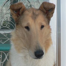Rosie - Collie
