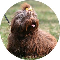 Viva - Russian Tsvetnaya Bolonka