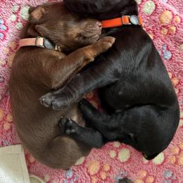 Doberman Pinscher Puppies from Haus of Hound