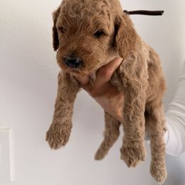 Black - Red  male Goldendoodle puppy in Naples, Florida from Goldendoodles Of Naples