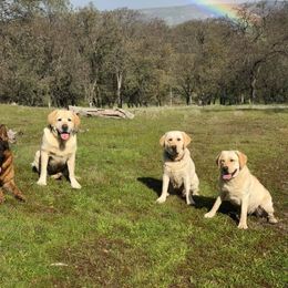 German Shepherd and Labrador Retriever Puppies from Varian Kennels