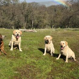 German Shepherd and Labrador Retriever Puppies from Varian Kennels