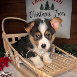Huckleberry - Black and tan male Pembroke Welsh Corgi puppy in Benton, Arkansas from High Cotton Corgis