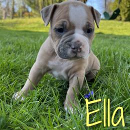 "5 Weeks 04/10" Olde English Bulldogge Puppies from Bachman Olde English Bulldogge LLC