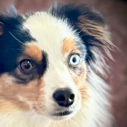 Calico - Miniature Australian Shepherd