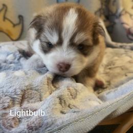 Lightbulb - Red and white female Pomsky puppy in Blackfoot, Idaho from Snake River Pomskys
