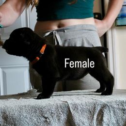Girl 3 - Chestnut brindle female Cane Corso puppy in Homestead, Florida from Sabal Palm Cane Corso