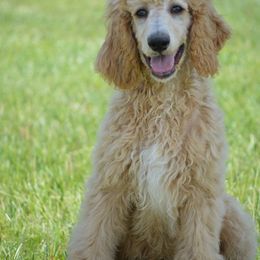 Poodle Puppies from Country Pups Poodles