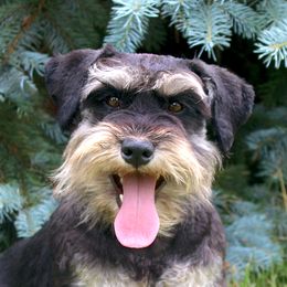 Tabby - Miniature Schnauzer