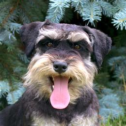 Tabby - Miniature Schnauzer