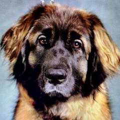 Leonbergers from Starfire Leonbergers