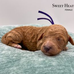 Sweet Heat - Red female Bernedoodle puppy in Sunman, Indiana from Brunsman Country Doodles LLC