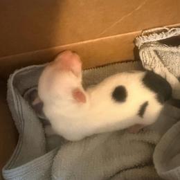 Female Piebald puppy - Black and white female Border Collie puppy in Lebanon, Oregon from Cahill’s Canines
