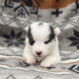 Andy - Black and tan male American Corgi puppy in Washington, Arkansas from Foxy Knoll Farm