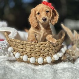 Maple - Cream female Dachshund puppy in Lakeland, Florida from Elite Doxies Florida