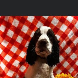 English Springer Spaniel Puppies from Won Eighty Farms