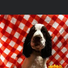 English Springer Spaniel Puppies from Won Eighty Farms