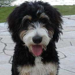 Assorted Doodle Crosses, Australian Labradoodle, Bernedoodle, Goldendoodle, and Labradoodle All Grown Up from Erica’s Doodles