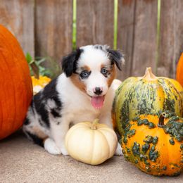 Aussiedoodles and Miniature Australian Shepherds from Blue Rain Aussies