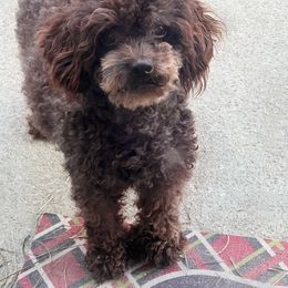 Susie - Poodle