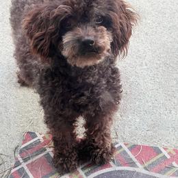 Susie - Poodle