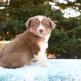 IVY - Red tri-color female Australian Shepherd puppy in Marysville, Washington from Benoit Australian Shepherds
