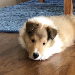 Collie Puppies from Gambit Collies
