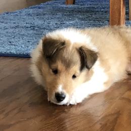 Collie Puppies from Gambit Collies