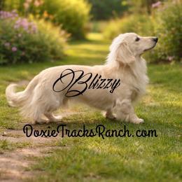 Blizzy - Dachshund