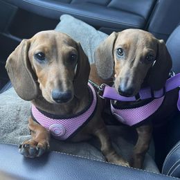 Dachshunds from AZ DESERT DACHSHUNDS