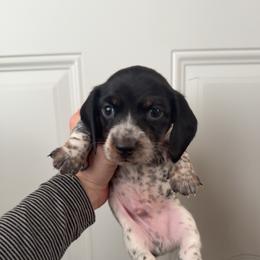 Pie boy 1 - Piebald male Dachshund puppy in Madison, Wisconsin from SK Miniature   Dachshunds
