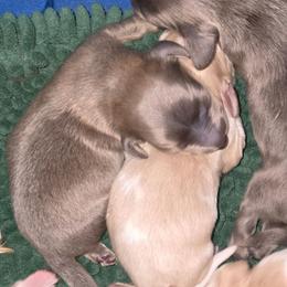 Blue based shaded cream - Blue and cream male Dachshund puppy in Port Charlotte, Florida from Vicki's Dachshund Crossing