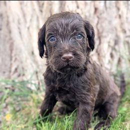 Eagle - Chocolate female Labradoodle puppy in Snowflake, Arizona from Az Mountain Doodles