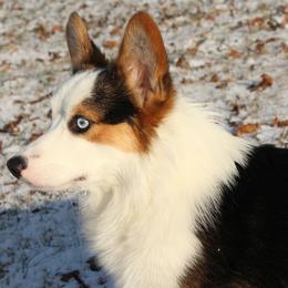 Denali - Pembroke Welsh Corgi