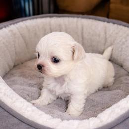 Milo - White male Maltese puppy in Coats, North Carolina from Angie's Puppies